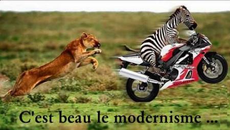 lion et zébre