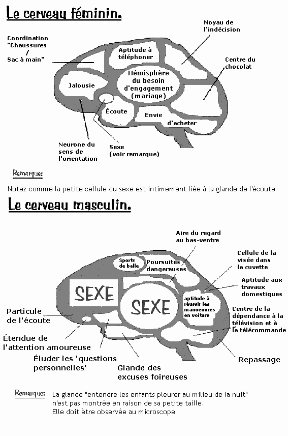 cerveau
