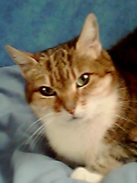 daisy