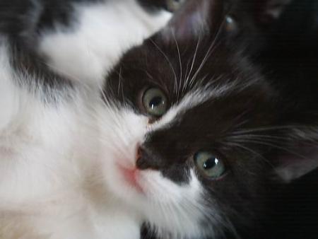 tit chaton